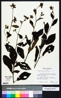 Pavonia rosea image