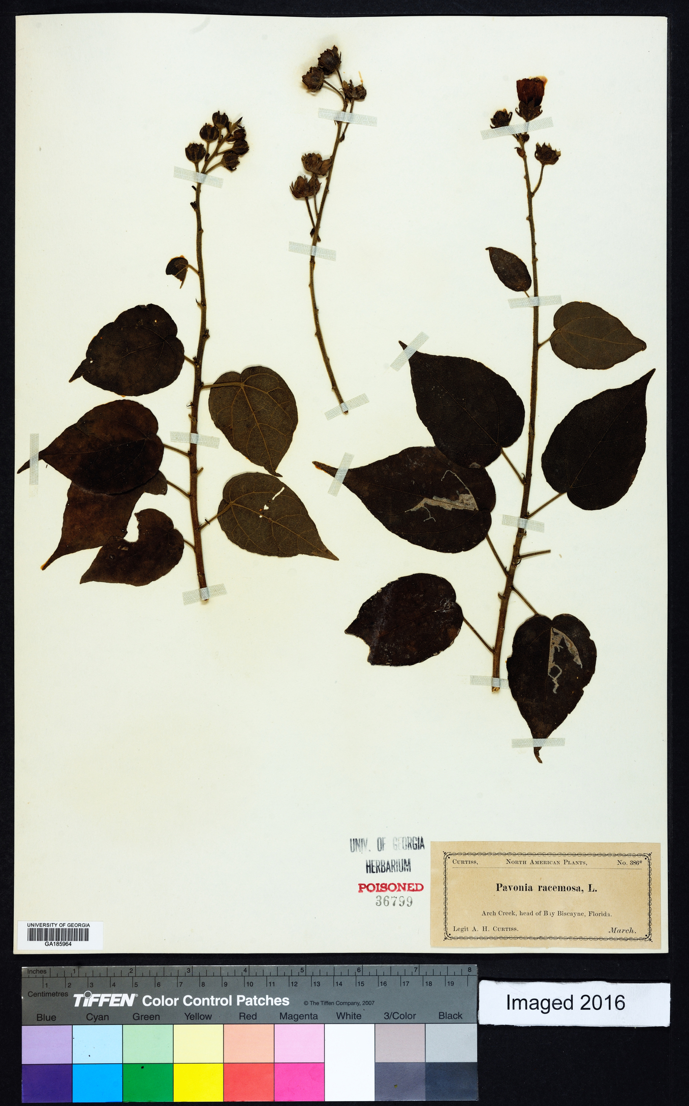 Pavonia racemosa image