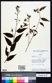 Pavonia sepium image