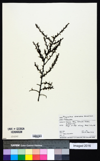 Plagianthus divaricatus image