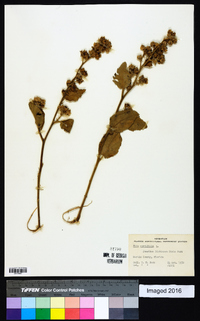 Sida cordifolia image