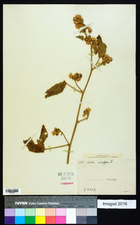 Sida cordifolia image