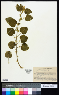 Sida cordifolia image