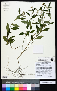 Sida rhombifolia image