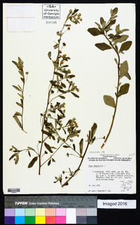 Sida rhombifolia image