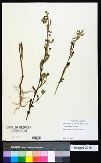 Sida rhombifolia image