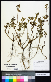 Sida rhombifolia image