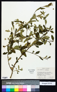 Sida rhombifolia image