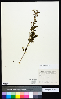 Sida rhombifolia image