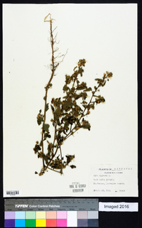 Sida spinosa image