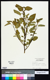 Sida spinosa image