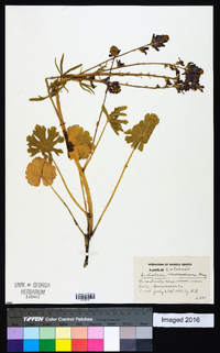 Sidalcea neomexicana image