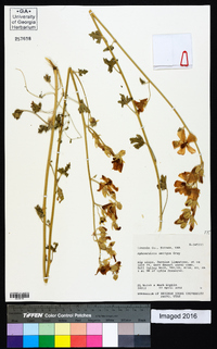 Sphaeralcea ambigua image