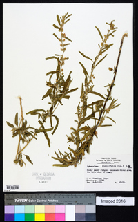 Sphaeralcea angustifolia image