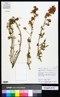 Sphaeralcea grossulariifolia image