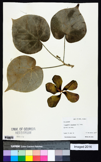 Thespesia populnea image