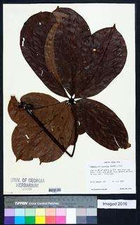 Pachira sessilis image