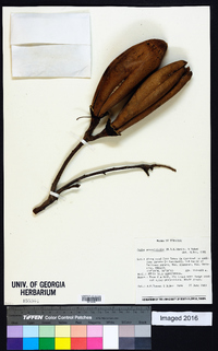 Ceiba aesculifolia image