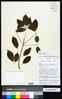 Ceiba insignis image