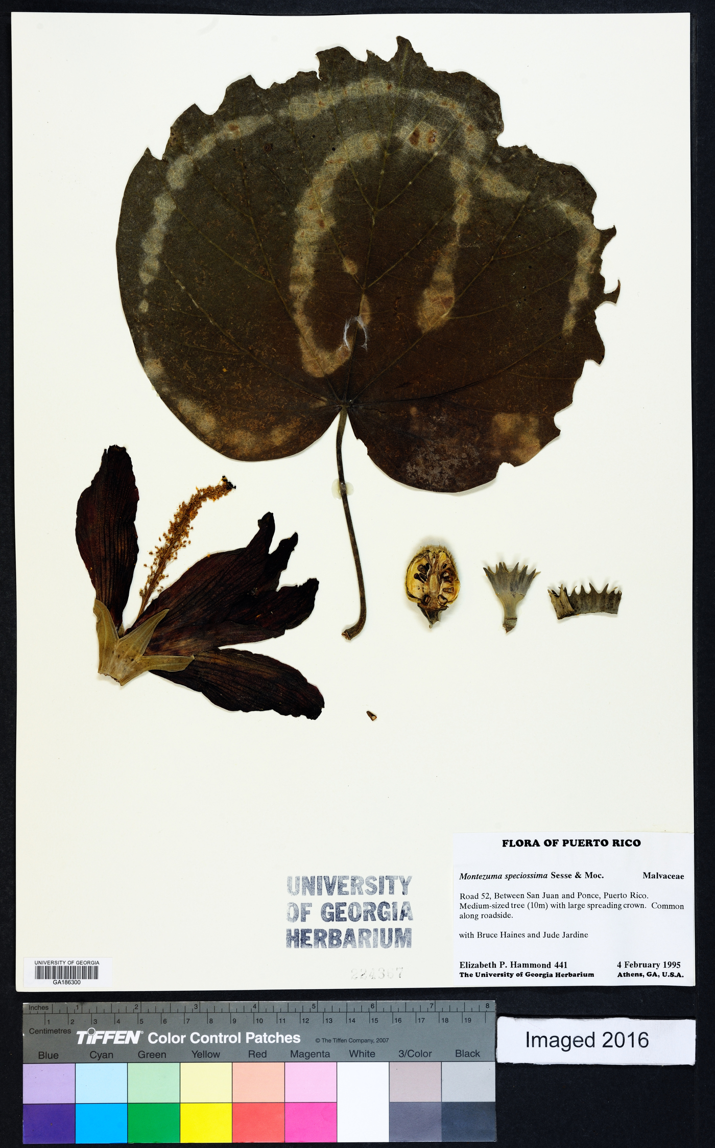 Thespesia grandiflora image