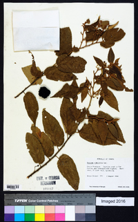 Guazuma ulmifolia image