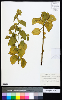 Waltheria indica image