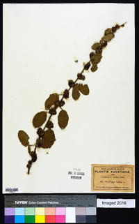 Waltheria indica image