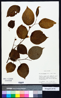 Actinidia polygama image