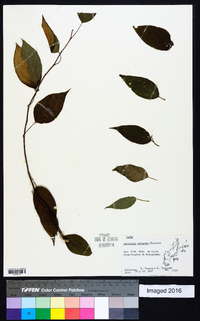 Actinidia polygama image