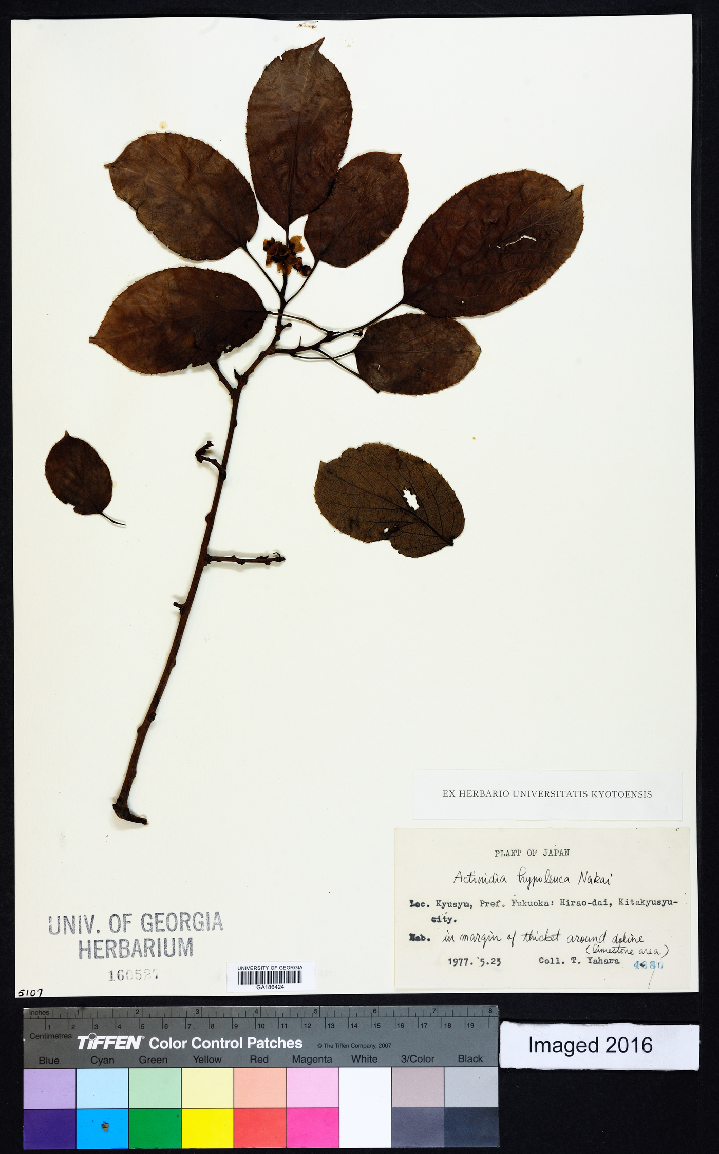 Actinidia hypoleuca image