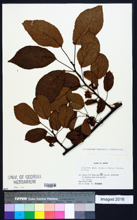 Image of Actinidia rufa