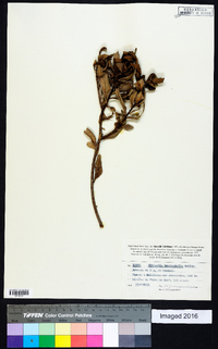 Hibbertia trachyphylla image