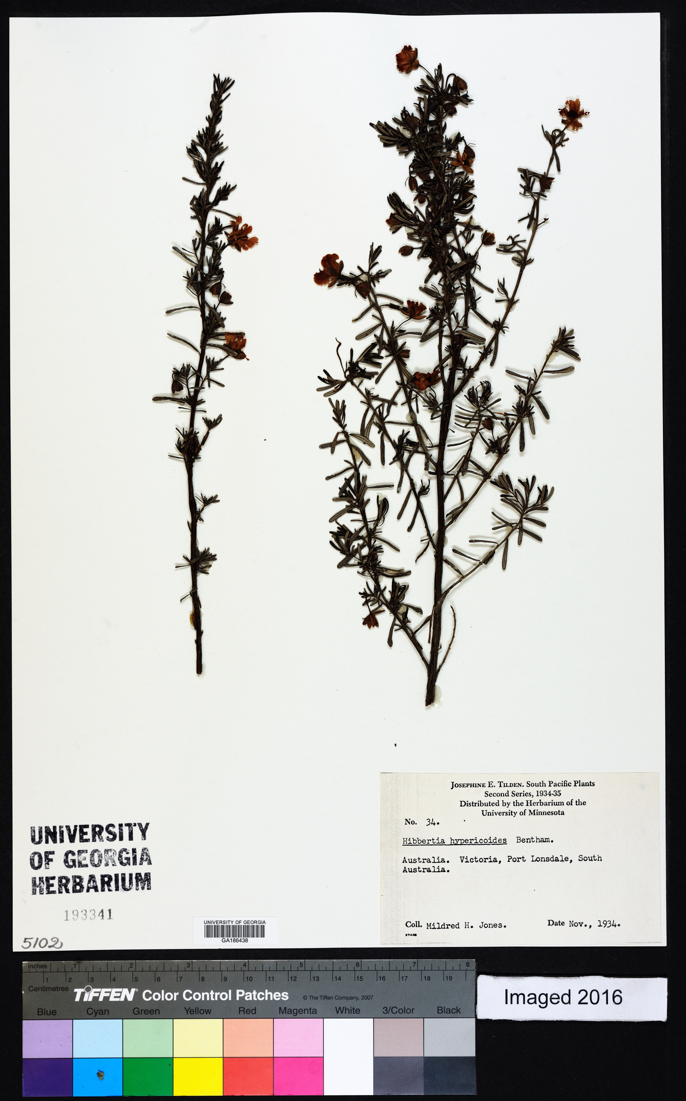 Hibbertia hypericoides image