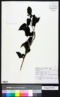 Image of Ouratea castaneifolia