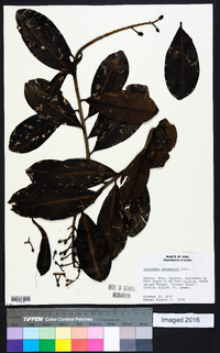 Souroubea guianensis image