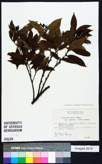 Eurya osimensis image