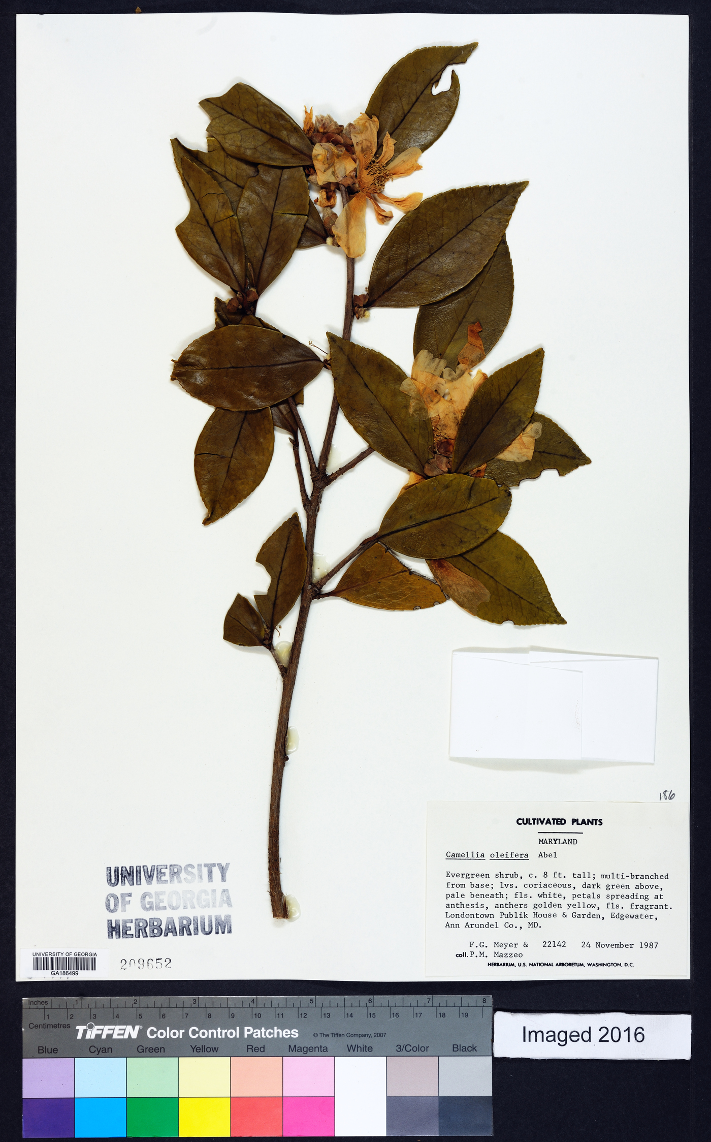 Camellia oleifera image