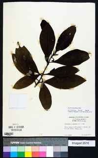 Gordonia lasianthus image