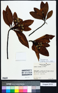 Gordonia lasianthus image