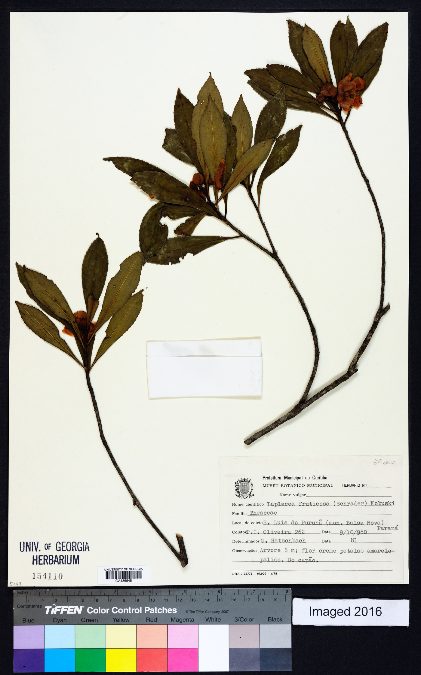 Gordonia fruticosa image