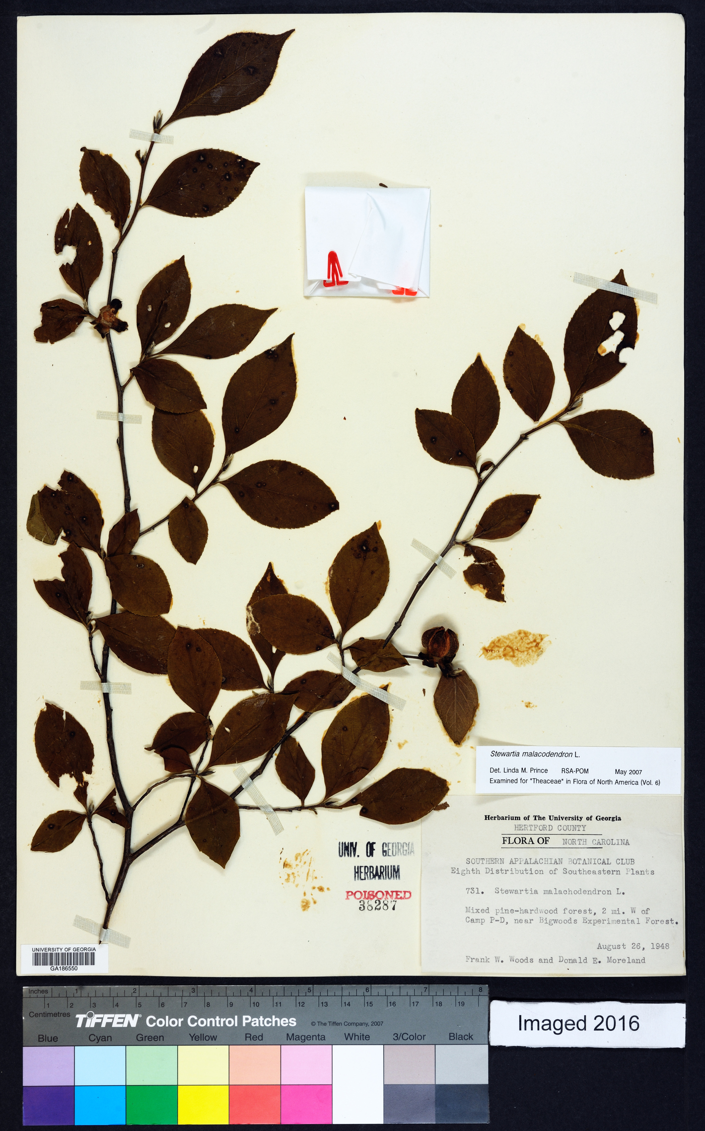 Stewartia malacodendron image