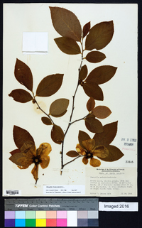 Stewartia malacodendron image