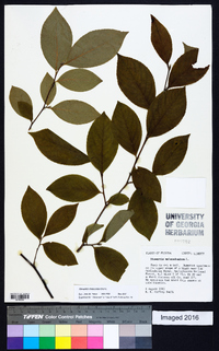 Stewartia malacodendron image