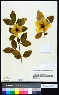 Stewartia malacodendron image