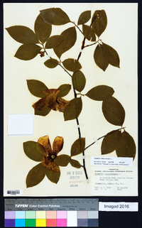 Stewartia malacodendron image