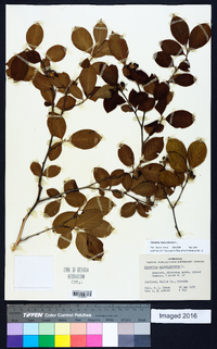 Stewartia malacodendron image