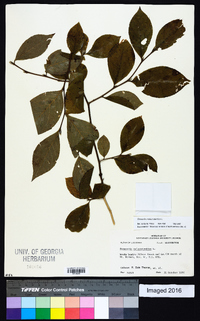 Stewartia malacodendron image