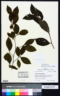 Stewartia malacodendron image