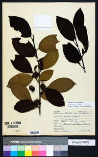 Stewartia ovata image