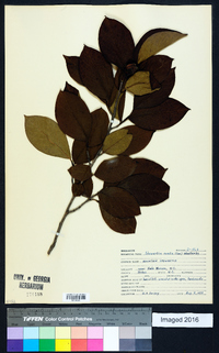 Stewartia ovata image